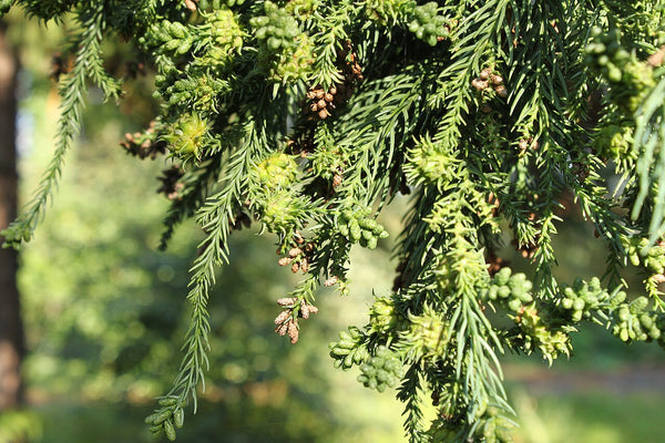 Cryptomeria japonica foliage, soft blue-green evergreen needles. Photo: Crusier, CC BY-SA 3.0, via Wikimedia Commons.