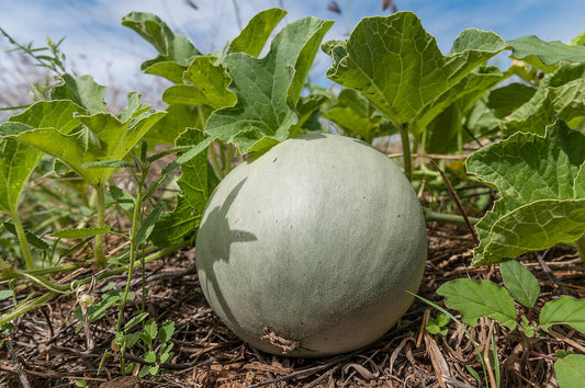 Specialty Melon Starter Plant — photo: Wilfredor, CC0, via Wikimedia Commons