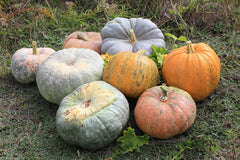 Fresh Pumpkin grown in Alabama by Wade Greens
