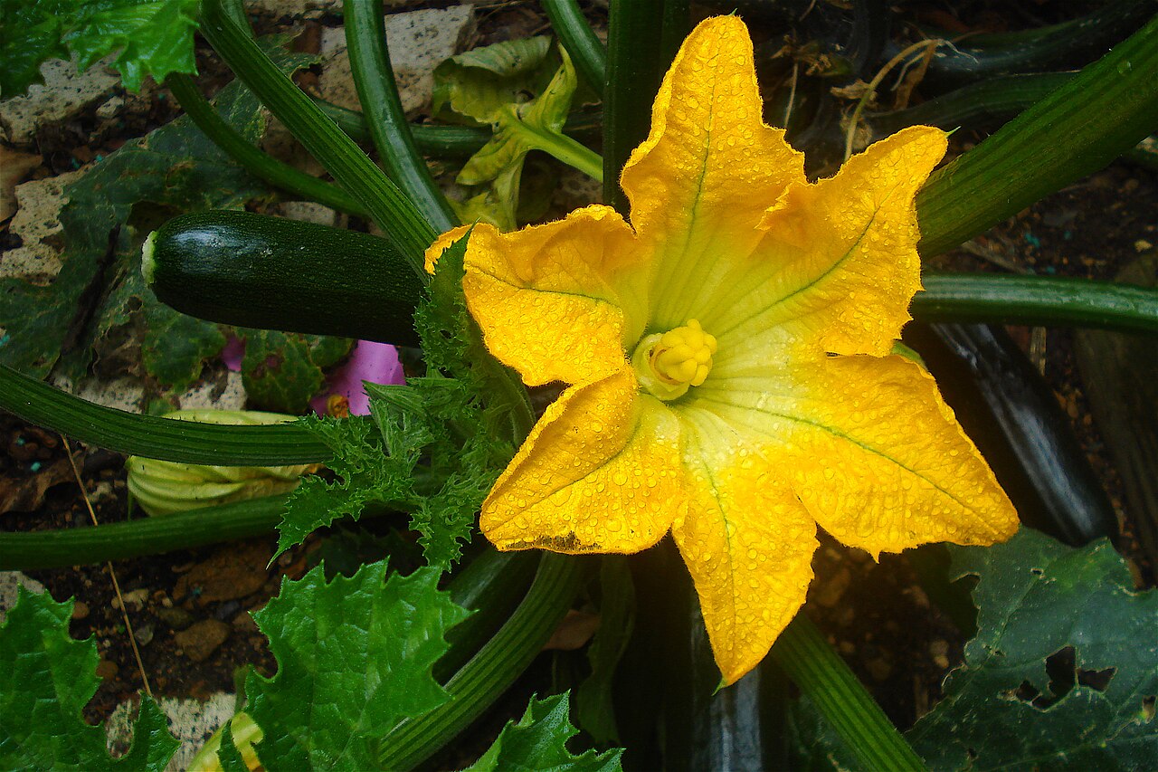 Fresh Squash Blossoms grown in Alabama by Wade Greens