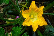 Squash Blossoms