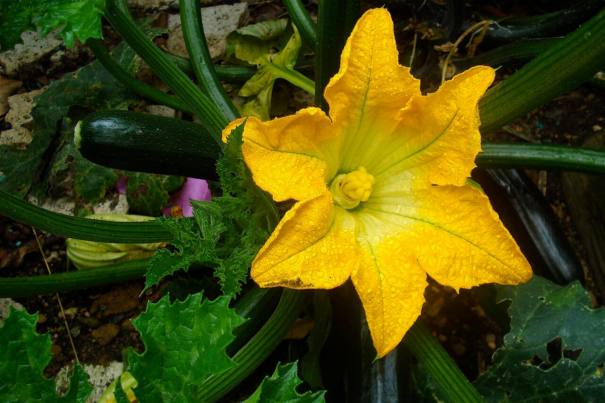 Fresh Squash Blossoms grown in Alabama by Wade Greens