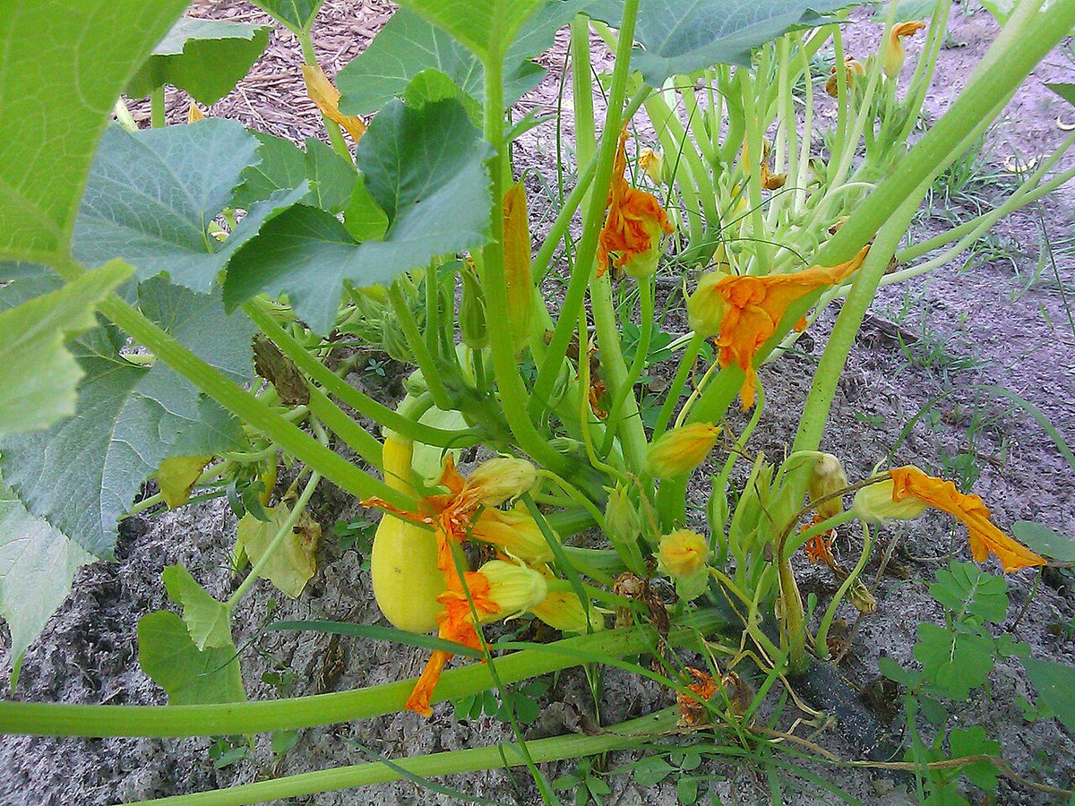 Summer Squash Starter Plant — photo: Sharib4d, CC BY 2.0, via Wikimedia Commons