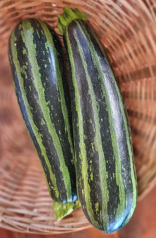 Fresh Squash grown in Alabama by Wade Greens
