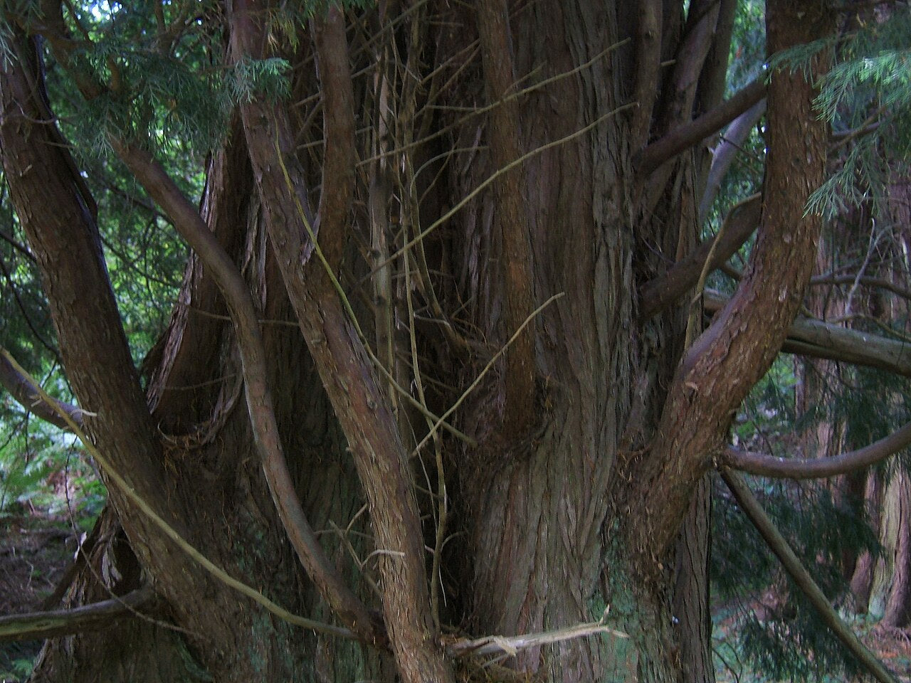 Leyland Cypress Tree — photo: MPF, Public domain, via Wikimedia Commons