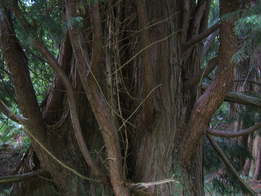 Leyland Cypress Tree — photo: MPF, Public domain, via Wikimedia Commons