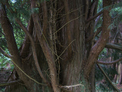 Leyland Cypress Tree — photo: MPF, Public domain, via Wikimedia Commons