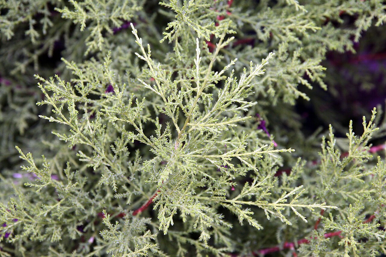 Lemon Cypress - Live Plant — photo: Photo by David J. Stang, CC BY-SA 4.0, via Wikimedia Commons