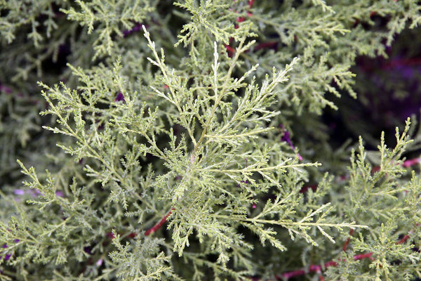 Lemon Cypress - Live Plant — photo: Photo by David J. Stang, CC BY-SA 4.0, via Wikimedia Commons