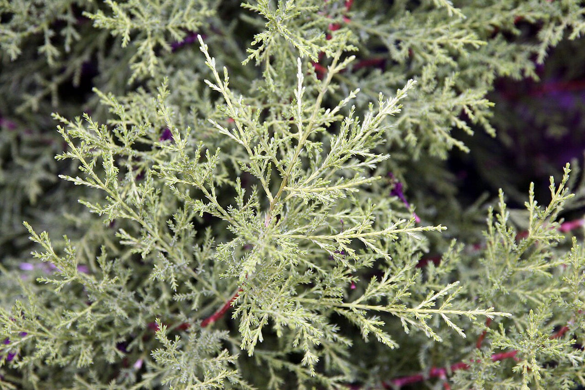 Lemon Cypress - Live Plant — photo: Photo by David J. Stang, CC BY-SA 4.0, via Wikimedia Commons