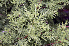Lemon Cypress - Live Plant — photo: Photo by David J. Stang, CC BY-SA 4.0, via Wikimedia Commons