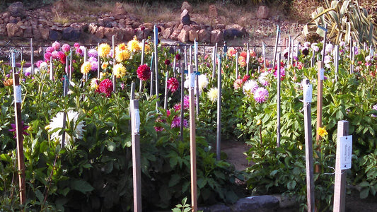 Dahlia Tubers (Dahlia) - live plant from Wade Greens