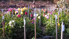 Dahlias (Dahlia) - live plant from Wade Greens