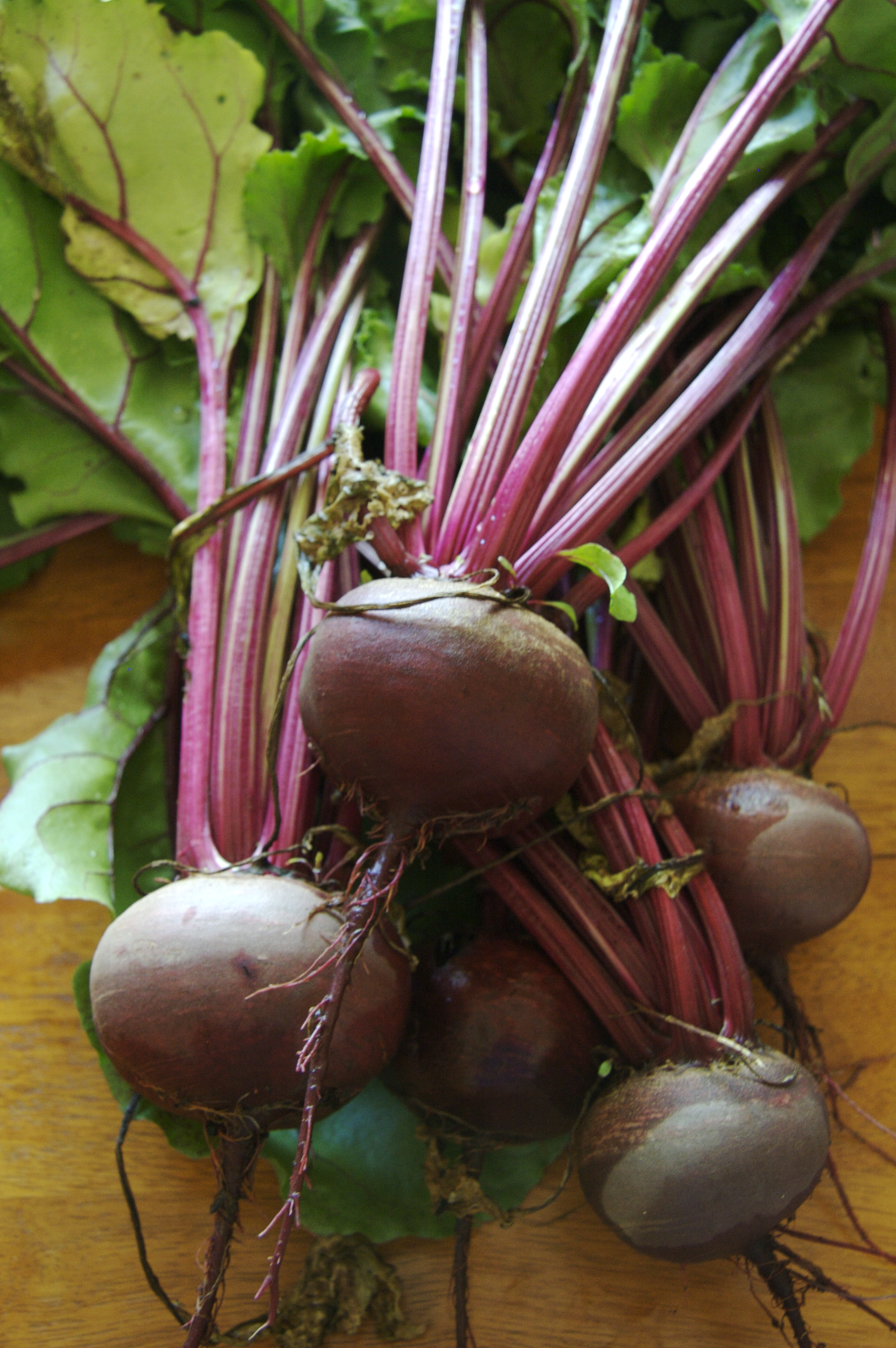 Beet Starter Plant — photo: BriannaWalther, CC BY-SA 3.0, via Wikimedia Commons