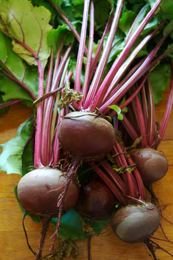Beet Starter Plant — photo: BriannaWalther, CC BY-SA 3.0, via Wikimedia Commons