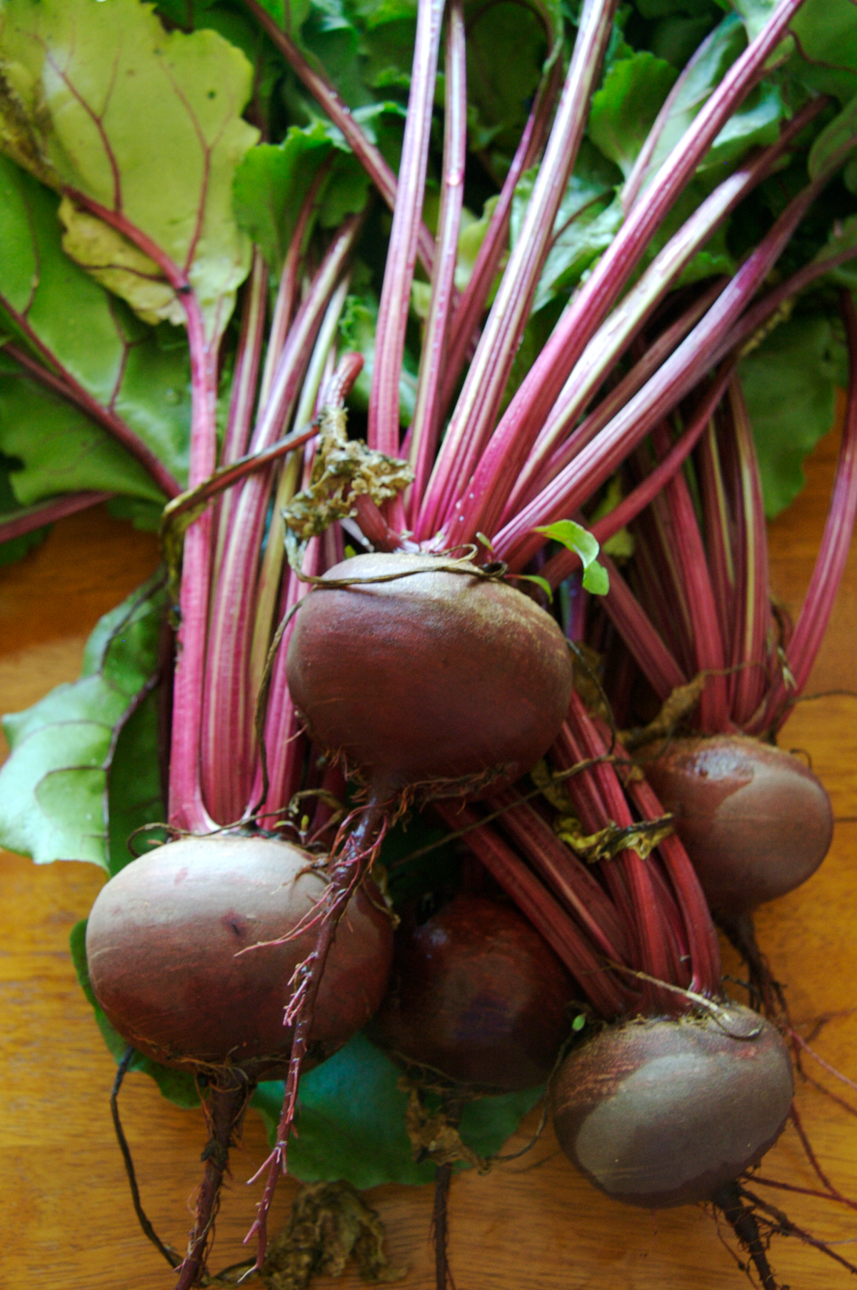 Beet Starter Plant — photo: BriannaWalther, CC BY-SA 3.0, via Wikimedia Commons