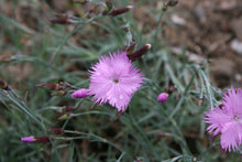 Dianthus