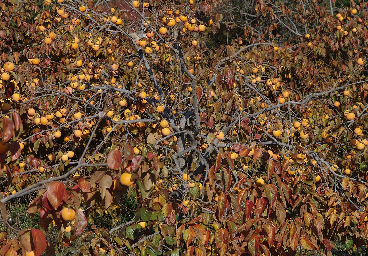 Persimmon Tree — photo: Zeynel Cebeci, CC BY-SA 4.0, via Wikimedia Commons