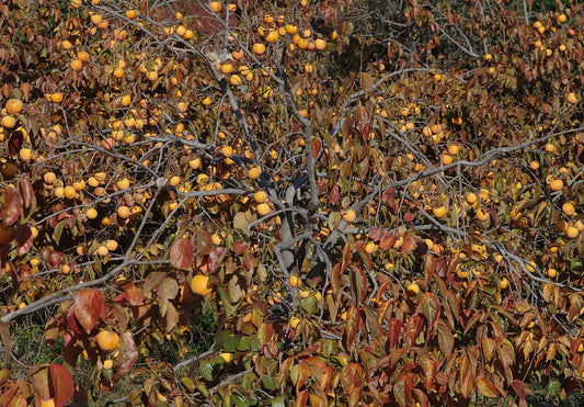 Persimmon Tree — photo: Zeynel Cebeci, CC BY-SA 4.0, via Wikimedia Commons