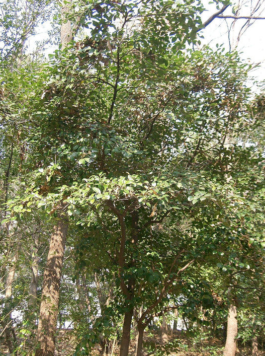 Distylium Tree — photo: KENPEI, CC BY-SA 3.0, via Wikimedia Commons