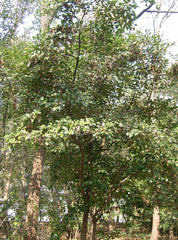 Distylium Tree — photo: KENPEI, CC BY-SA 3.0, via Wikimedia Commons