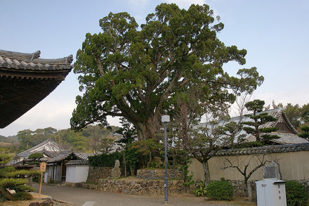 Juniper Tree