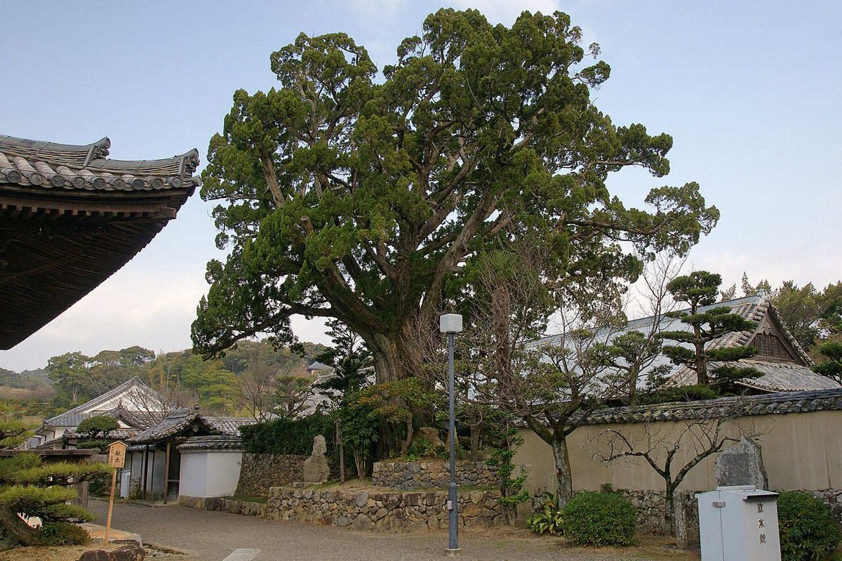 Juniper Tree — photo: 663highland, CC BY 2.5, via Wikimedia Commons