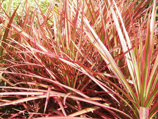 Dracaena (Dracaena) - live plant from Wade Greens