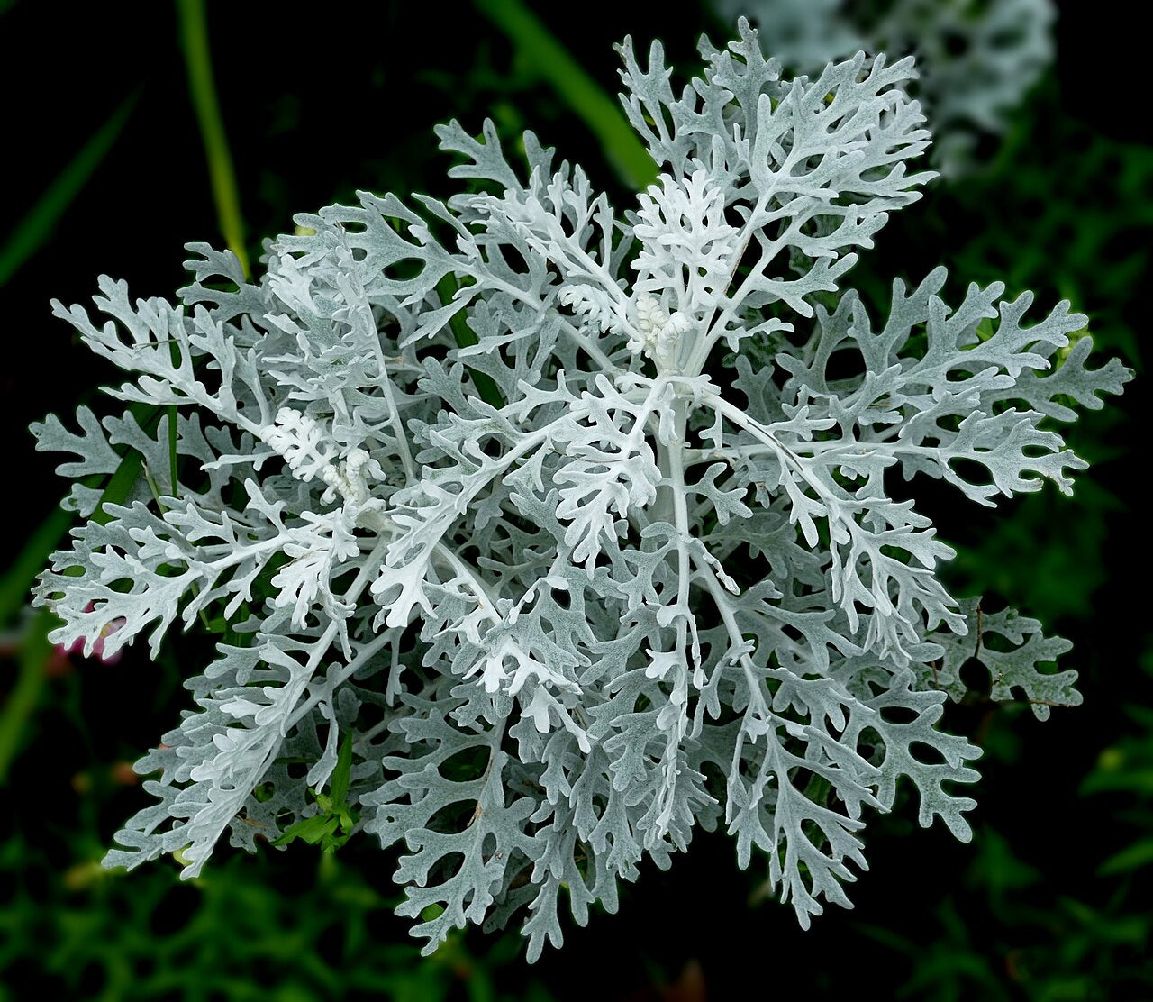 Dusty Miller (Jacobaea maritima) — live plant from Wade Greens
