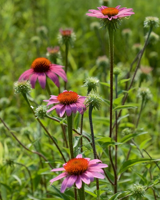 Purple Coneflower (Echinacea) Bare-Root (Echinacea purpurea) - live plant from Wade Greens