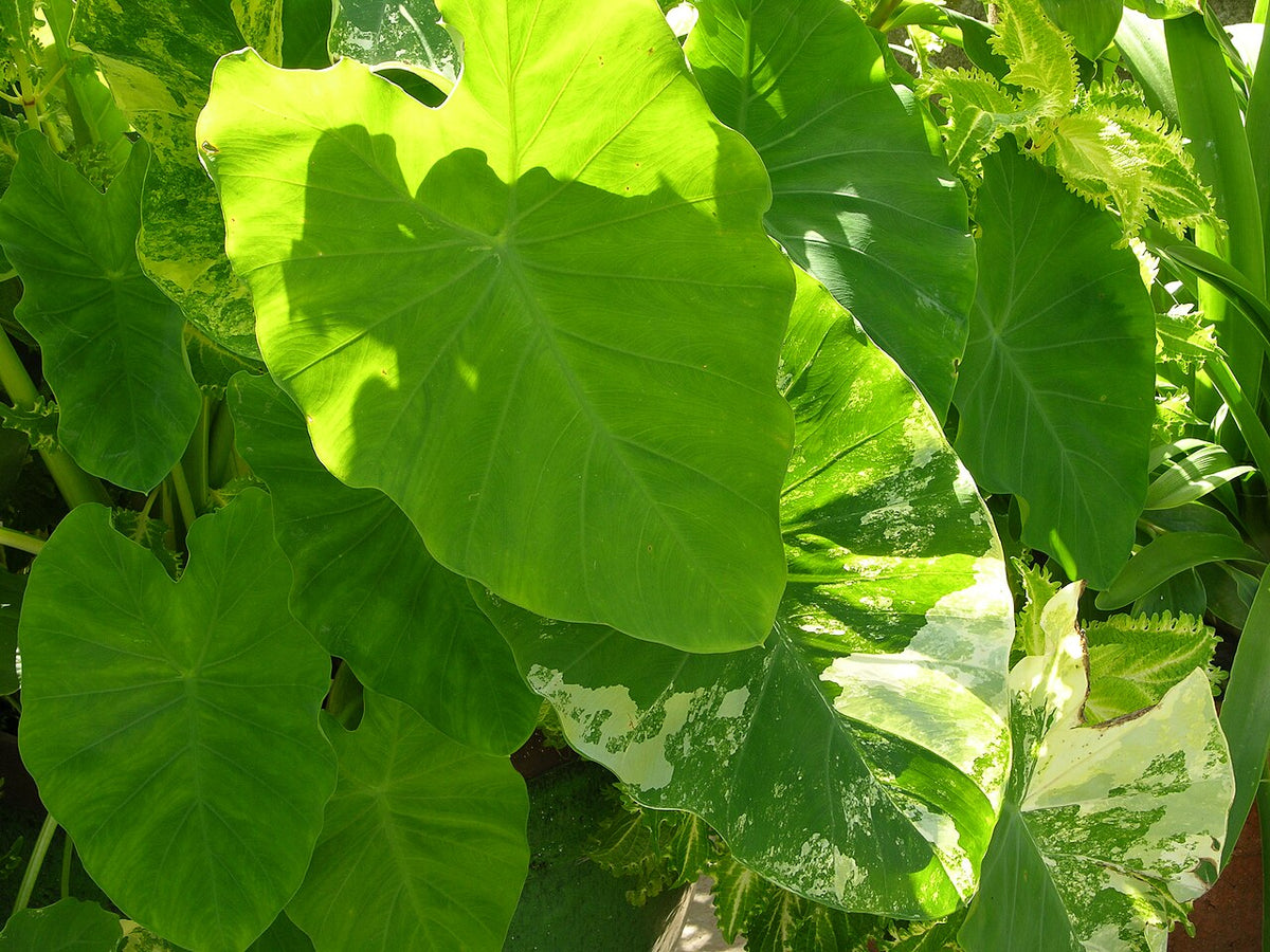 Elephant Ear (Colocasia) Tuber (Colocasia) - live plant from Wade Greens