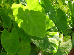 Elephant Ear (Colocasia) Tuber (Colocasia) - live plant from Wade Greens