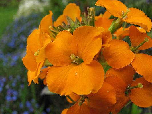 Wallflower (Erysimum cheiri) dense head of fragrant golden-orange flowers. Photo: Jina Lee, CC BY-SA 3.0, via Wikimedia Commons.