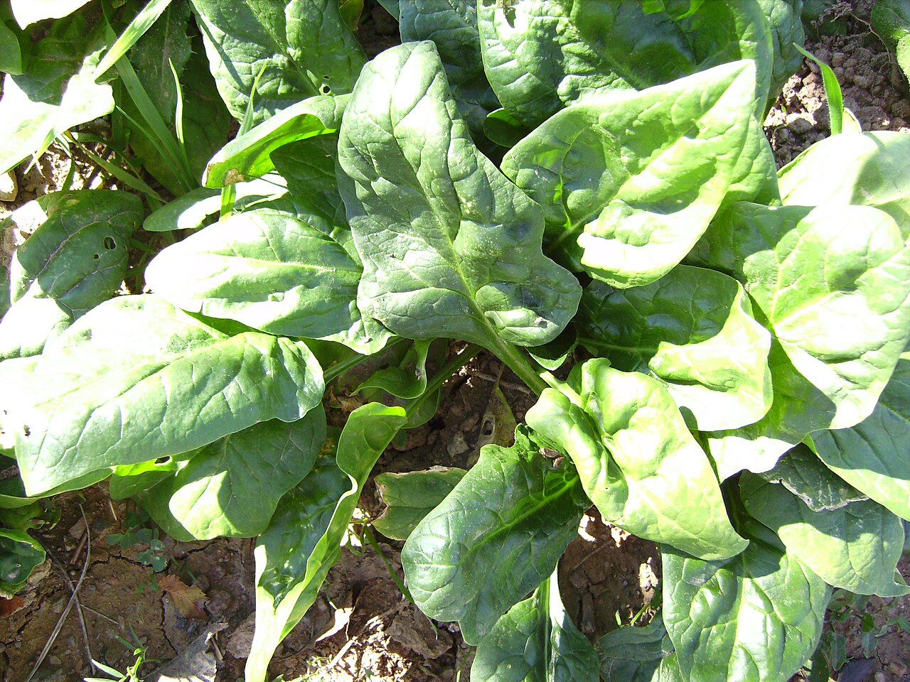 Fresh Spinach grown in Alabama by Wade Greens