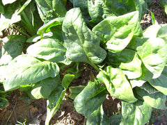 Fresh Spinach grown in Alabama by Wade Greens