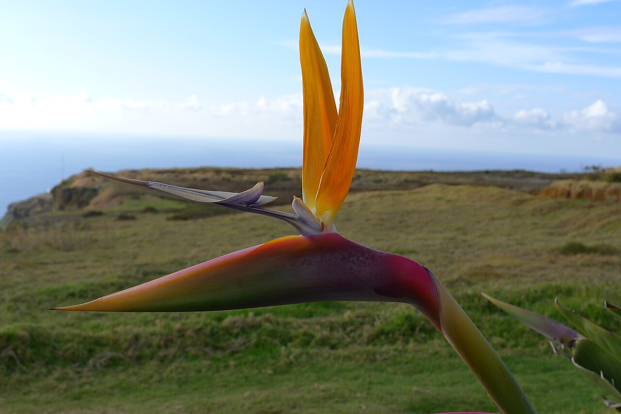 Bird of Paradise (Strelitzia reginae) — live plant from Wade Greens