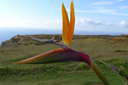Bird of Paradise (Strelitzia reginae) - live plant from Wade Greens