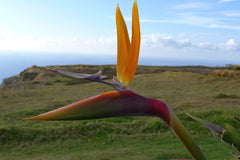 Bird of Paradise (Strelitzia reginae) — live plant from Wade Greens