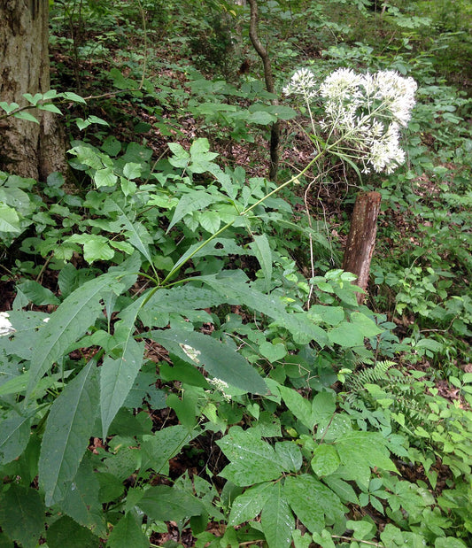 Joe Pye Weed Live Plant — photo: Mason Brock (Masebrock), Public domain, via Wikimedia Commons