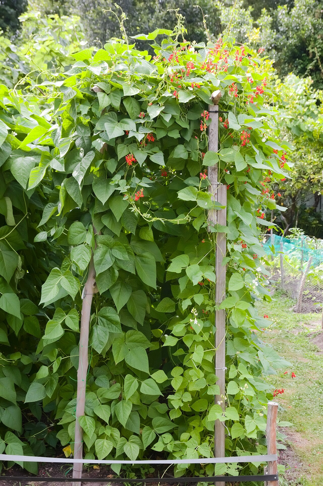 Fresh Bush Bean grown in Alabama by Wade Greens