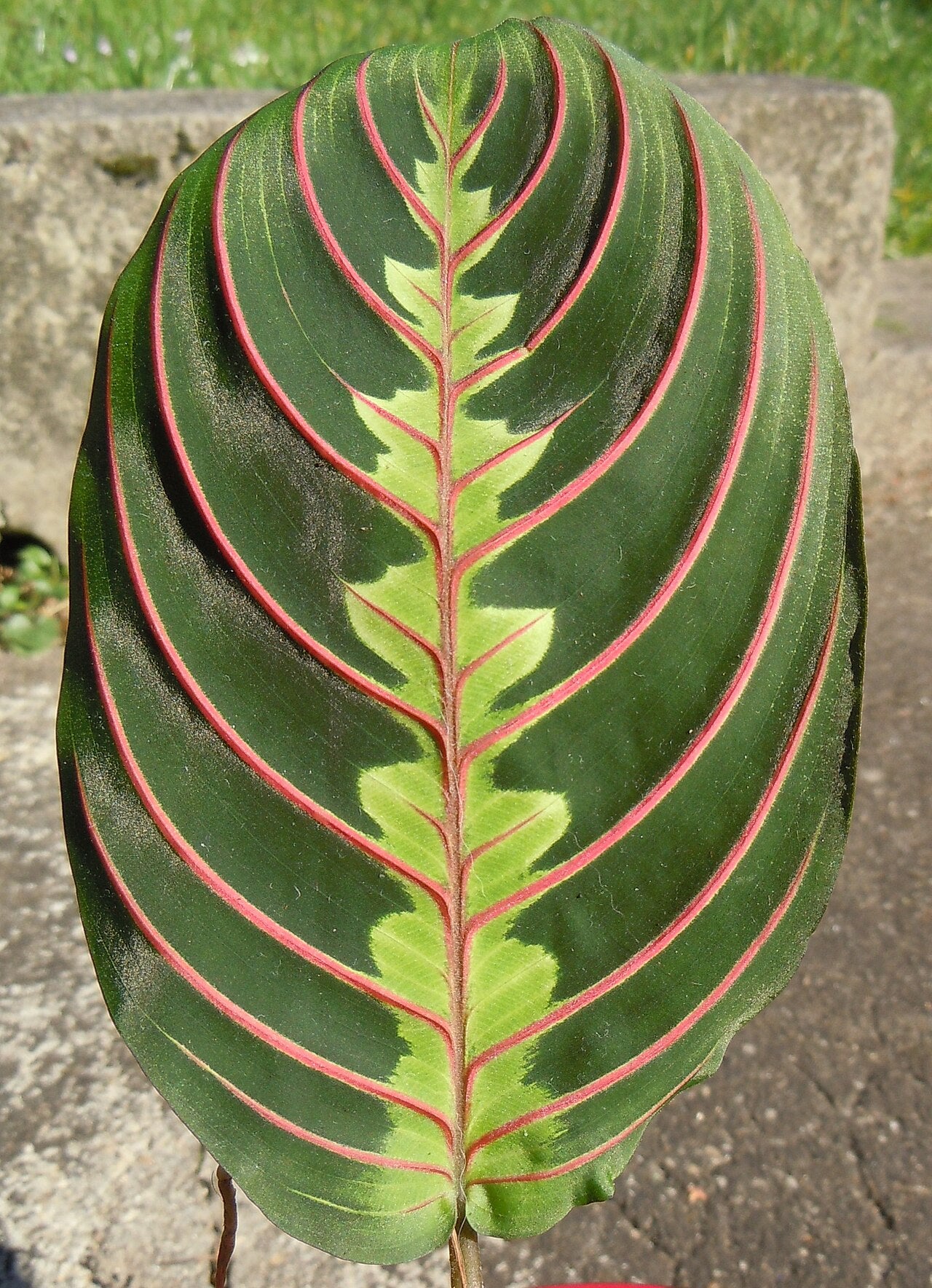 Prayer Plant (Maranta) (Maranta leuconeura) — live plant from Wade Greens