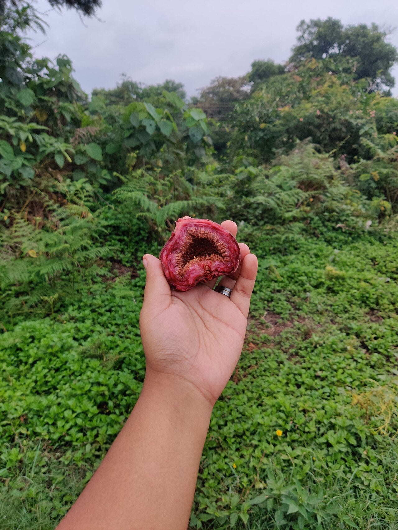 Figs — photo: Aldrina A Manashe, CC0, via Wikimedia Commons