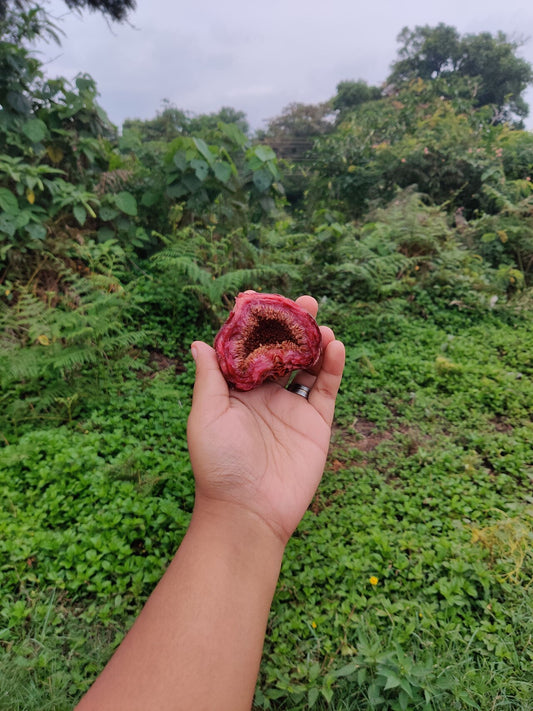 Figs — photo: Aldrina A Manashe, CC0, via Wikimedia Commons