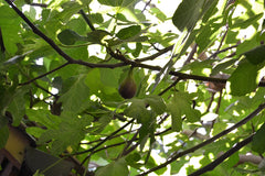 Fig Tree — photo: Pixi.cl, CC BY-SA 4.0, via Wikimedia Commons