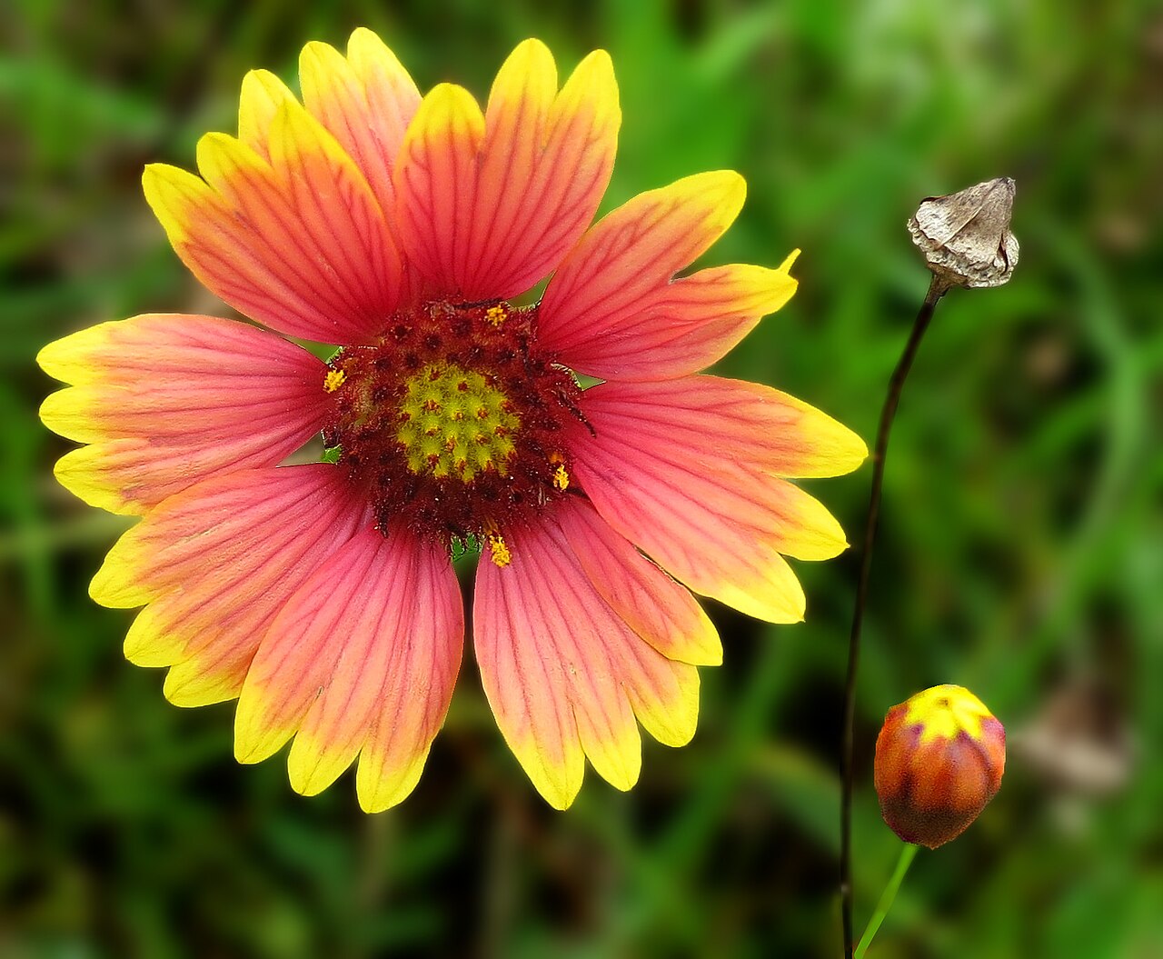 Gaillardia (Blanket Flower) (Gaillardia) — live plant from Wade Greens