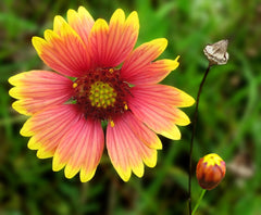 Gaillardia (Blanket Flower) (Gaillardia) — live plant from Wade Greens