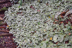 Nerve Plant (Fittonia) (Fittonia albivenis) — live plant from Wade Greens