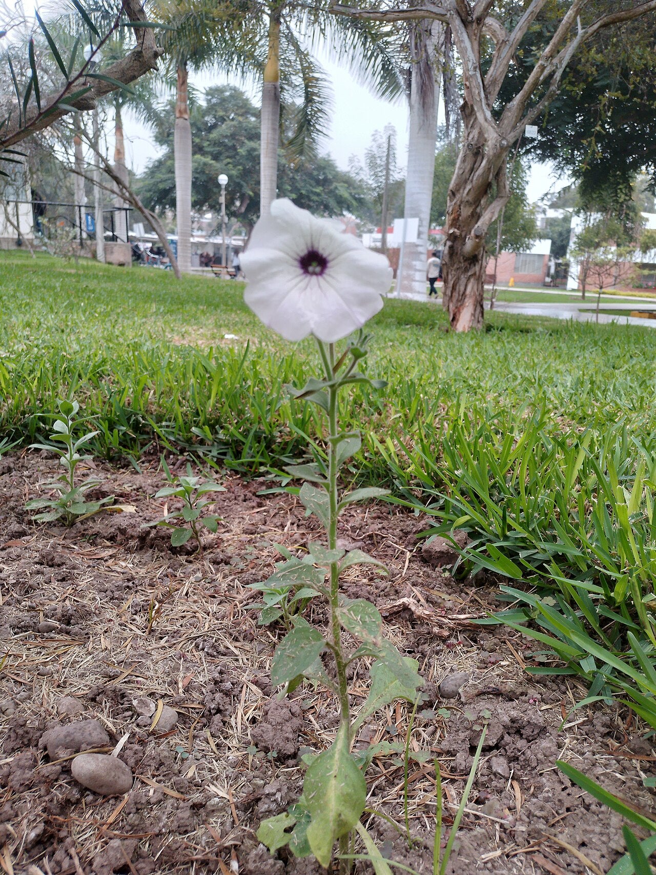 Petunia / Supertunia (Petunia) — live plant from Wade Greens