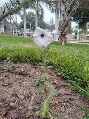 Petunia / Supertunia (Petunia) — live plant from Wade Greens