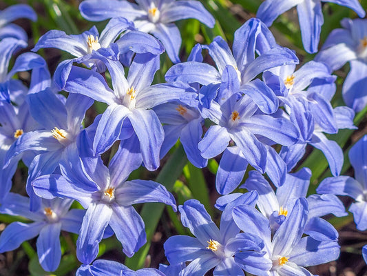 Chionodoxa Bulbs — photo: Bengt Nyman from Vaxholm, Sweden, CC BY 2.0, via Wikimedia Commons
